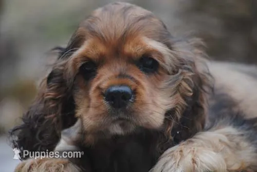 merlin sable girl – Cocker Spaniel puppy for sale in Oakland, OR