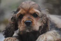 merlin sable girl, a female Cocker Spaniel for sale in Oakland, OR – 1 of 10