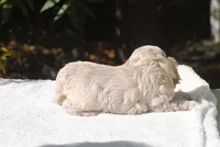 buff3fem, a female Cocker Spaniel for sale in Oakland, OR – 7 of 10