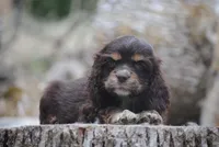 chocolate prince, a male Cocker Spaniel for sale in Oakland, OR – 10 of 10