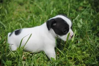 parti fem "missy", a female French Bulldog for sale in Oakland, OR – 7 of 10