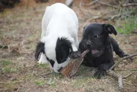 parti male "tipper", a male French Bulldog for sale in Oakland, OR – 8 of 10
