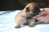 blue2male, a male French Bulldog for sale in Oakland, OR – 8 of 8