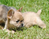 fawn merle fem "trixie", a female French Bulldog for sale in Oakland, OR – 4 of 10