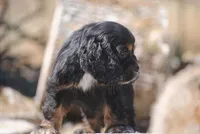 Tri Prince, a male Cocker Spaniel for sale in Oakland, OR – 8 of 10