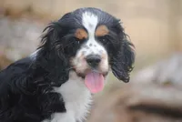 merlin parti girl, a female Cocker Spaniel for sale in Oakland, OR – 2 of 10