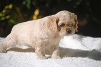 buff2fem, a female Cocker Spaniel for sale in Oakland, OR – 4 of 10