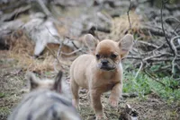 fawn merle fem "trixie", a female French Bulldog for sale in Oakland, OR – 1 of 10