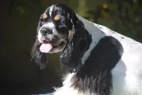 prince2male, a male Cocker Spaniel for sale in Oakland, OR – 6 of 10