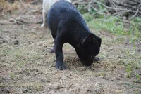 black male "buck", a male French Bulldog for sale in Oakland, OR – 10 of 10