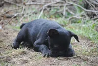 black male "buck", a male French Bulldog for sale in Oakland, OR – 9 of 10