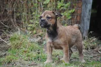sable male "remi", a female French Bulldog for sale in Oakland, OR – 9 of 10