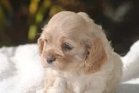 buff1fem, a female Cocker Spaniel for sale in Oakland, OR – 3 of 10