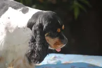 prince1male, a male Cocker Spaniel for sale in Oakland, OR – 5 of 9