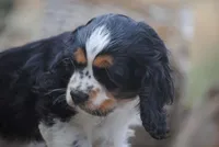 merlin parti girl, a female Cocker Spaniel for sale in Oakland, OR – 8 of 10