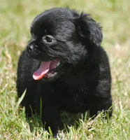 Black boy "charlie", a male French Bulldog for sale in Oakland, OR – 7 of 10