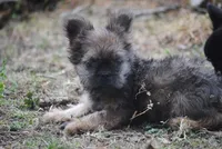 Blue and tan fem "lilly", a female French Bulldog for sale in Oakland, OR – 4 of 10
