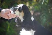 prince3male, a male Cocker Spaniel for sale in Oakland, OR – 2 of 9