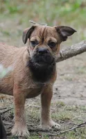 sable male "remi", a female French Bulldog for sale in Oakland, OR – 10 of 10