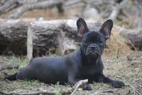 black fem "grace", a female French Bulldog for sale in Oakland, OR – 7 of 10