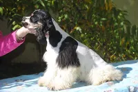prince2male, a male Cocker Spaniel for sale in Oakland, OR – 10 of 10