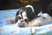 prince3male, a male Cocker Spaniel for sale in Oakland, OR – 7 of 9