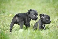 black male "buck", a male French Bulldog for sale in Oakland, OR – 4 of 6