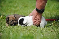 parti male "tipper", a male French Bulldog for sale in Oakland, OR – 4 of 10
