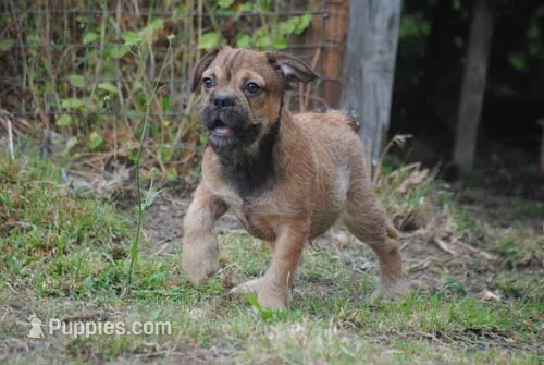 sable male "remi" – French Bulldog puppy for sale in Oakland, OR