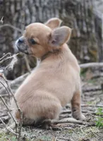 fawn merle fem "trixie", a female French Bulldog for sale in Oakland, OR – 2 of 10
