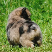 merlefem "Daisey", a female French Bulldog for sale in Oakland, OR – 9 of 10