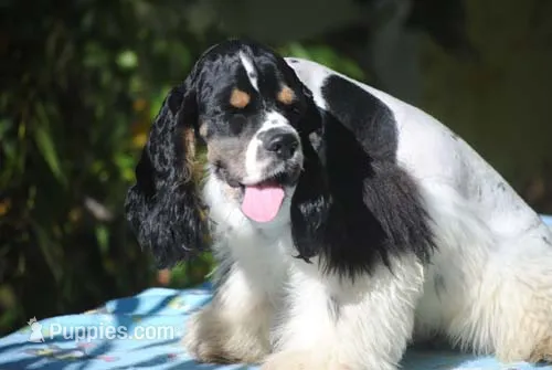 prince2male – Cocker Spaniel puppy for sale in Oakland, OR