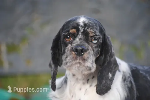 Tia – Cocker Spaniel puppy for sale in Oakland, OR
