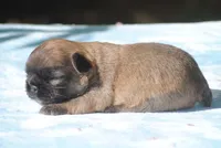 blue2male, a male French Bulldog for sale in Oakland, OR – 3 of 8
