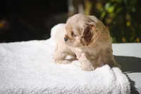 buff2fem, a female Cocker Spaniel for sale in Oakland, OR – 2 of 10