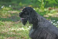 mrmr, a male Cocker Spaniel for sale in Oakland, OR – 10 of 10