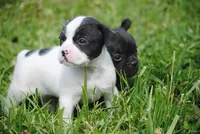 parti fem "missy", a female French Bulldog for sale in Oakland, OR – 2 of 10