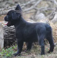 Black boy "charlie", a male French Bulldog for sale in Oakland, OR – 9 of 10