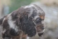 princess, a female Cocker Spaniel for sale in Oakland, OR – 5 of 10