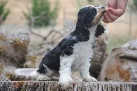 merlin parti girl, a female Cocker Spaniel for sale in Oakland, OR – 6 of 10