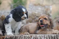merlin parti girl, a female Cocker Spaniel for sale in Oakland, OR – 10 of 10