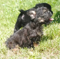 Black and tan boy "tater", a male French Bulldog for sale in Oakland, OR – 9 of 10