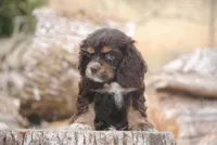 chocolate prince, a male Cocker Spaniel for sale in Oakland, OR – 2 of 10