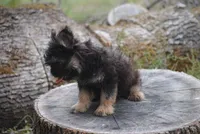 Black and tan boy "tater", a male French Bulldog for sale in Oakland, OR – 4 of 10
