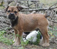 sable male "remi", a female French Bulldog for sale in Oakland, OR – 2 of 10