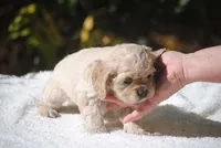 buff2fem, a female Cocker Spaniel for sale in Oakland, OR – 6 of 10