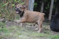 sable male "remi", a female French Bulldog for sale in Oakland, OR – 7 of 10