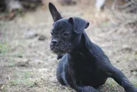 black male "buck", a male French Bulldog for sale in Oakland, OR – 4 of 10
