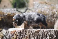 princeboy1, a male Cocker Spaniel for sale in Oakland, OR – 9 of 10