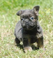 Blue and tan fem "lilly", a female French Bulldog for sale in Oakland, OR – 10 of 10
